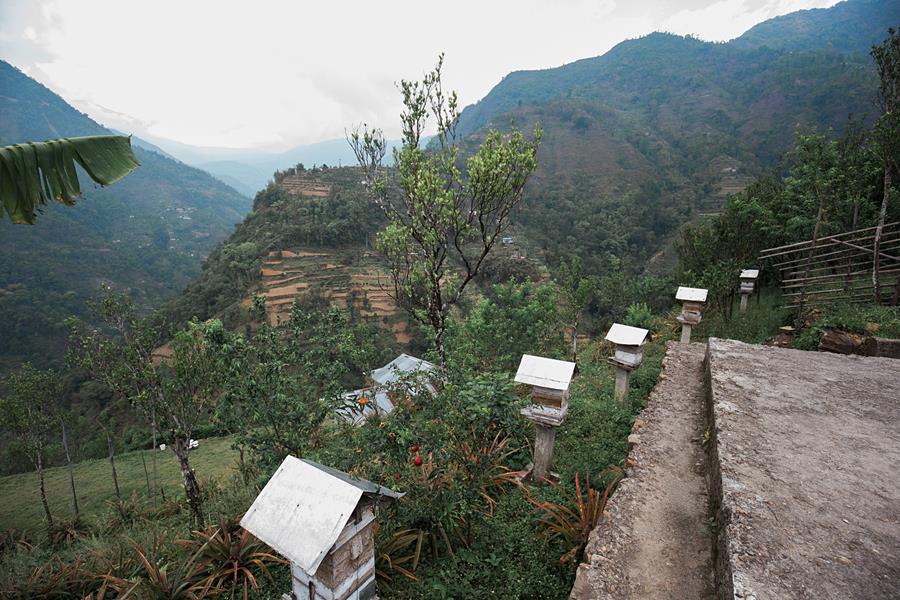 Bee keeping at Azing_s farm